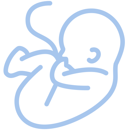 a graphic of a fetus in the womb