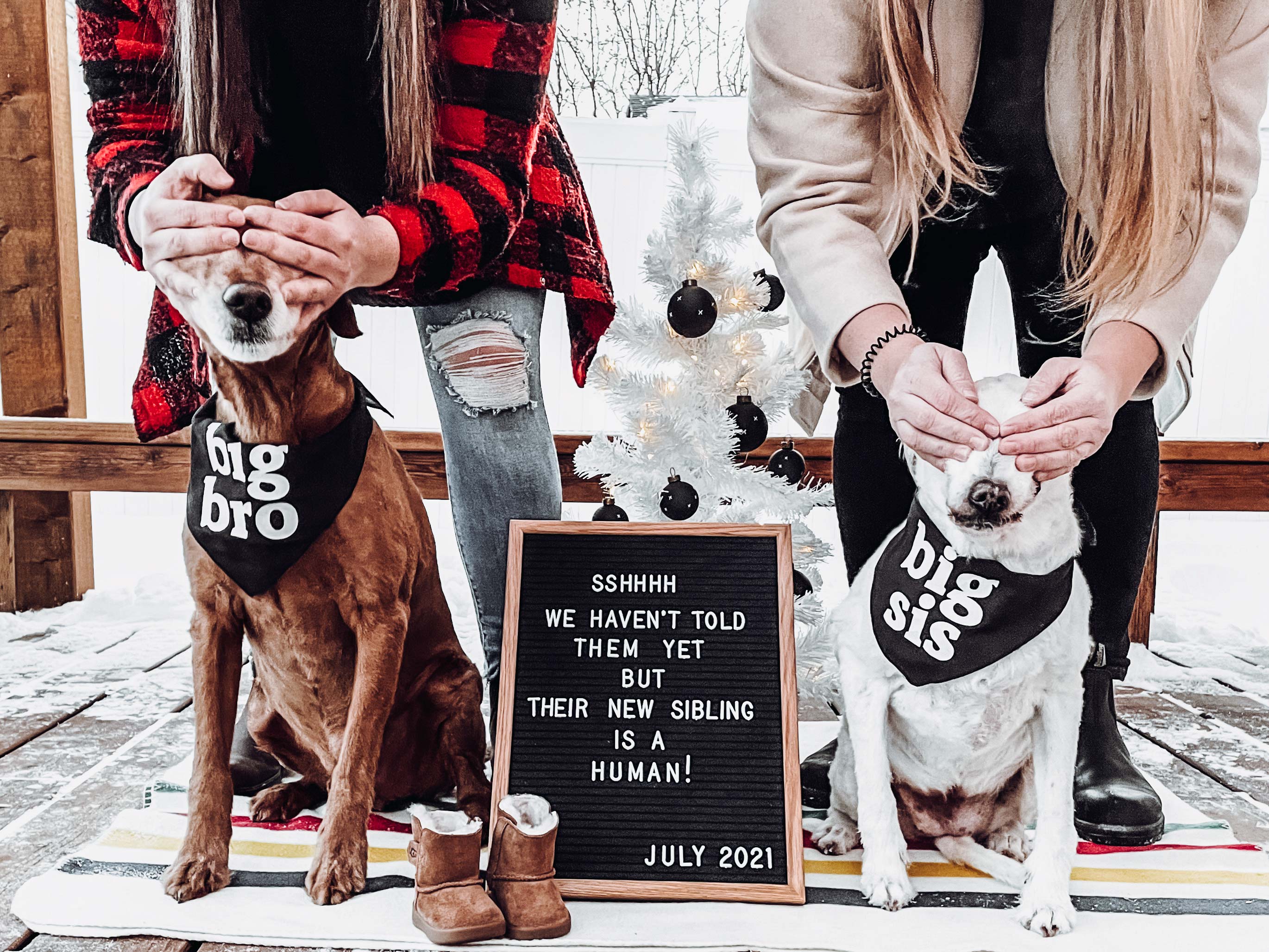 Mosie Baby pregnancy announcement with Mamas-to-be covering their dogs eyes with sign that reads "Shhh We haven'r told them yet but their new sibling is a human!"