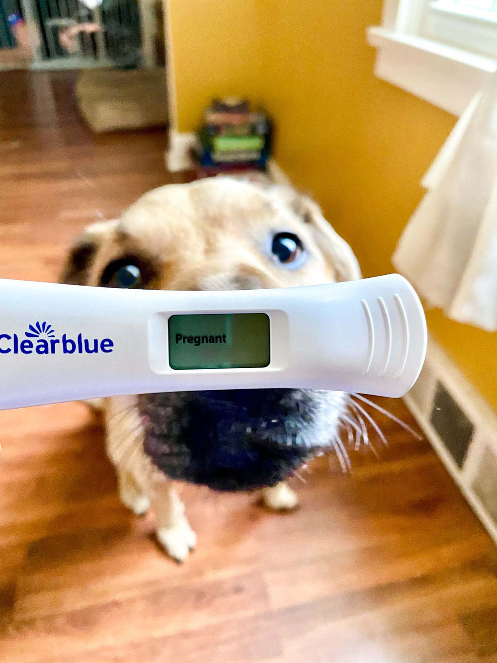 Positive pregnancy test in front of interested dog in a yellow room