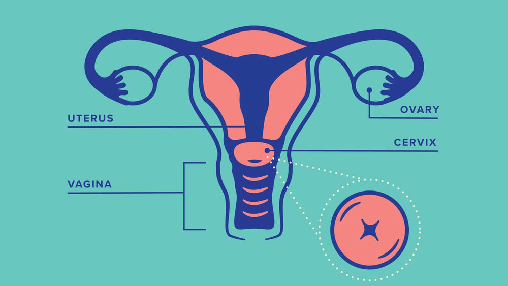 What to Make of Cervical Mucus and Cervix Position